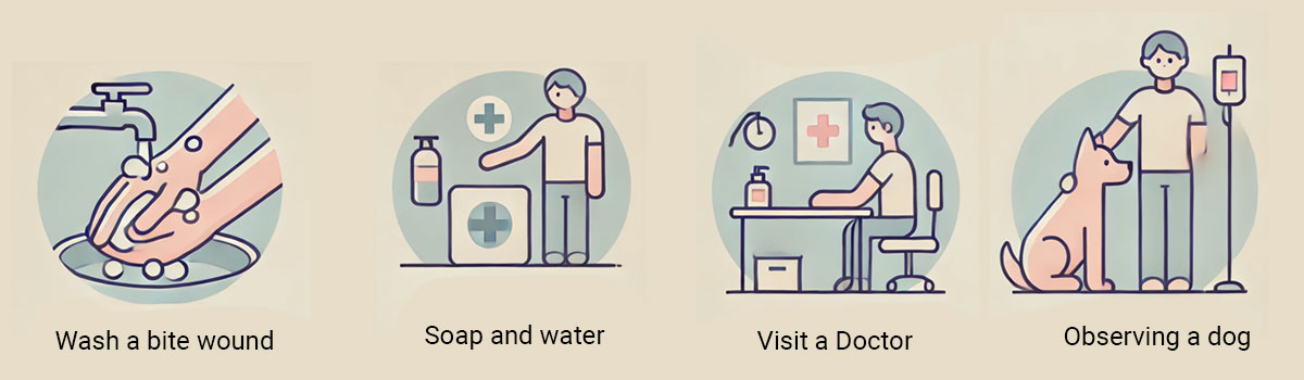 Rabies Prevention